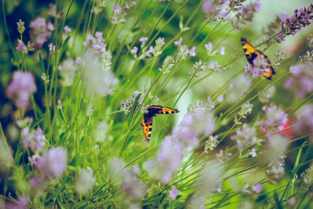 22 maggio. Giornata Mondiale della Biodiversità.