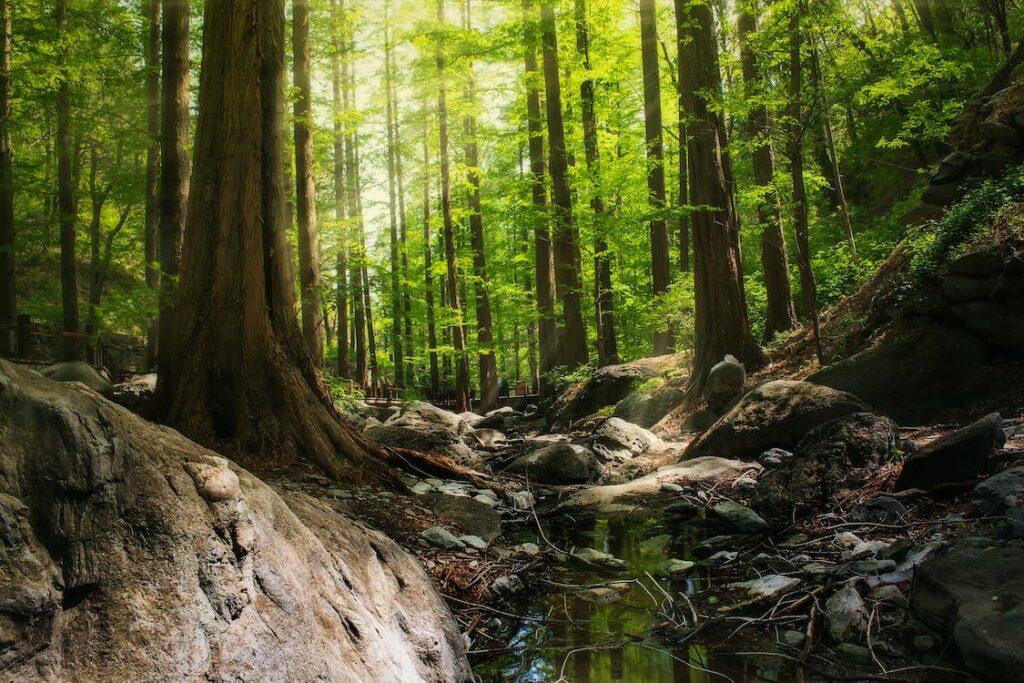 Stato delle Foreste. Aumentano incendi boschivi e specie invasive.