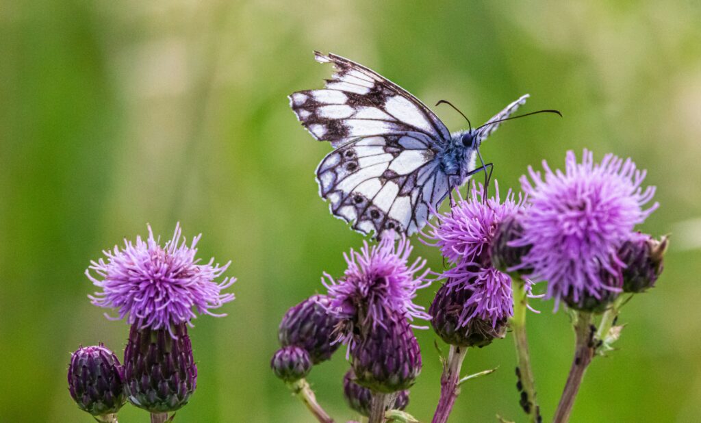 COP16 sulla Biodiversità. La natura siamo noi.