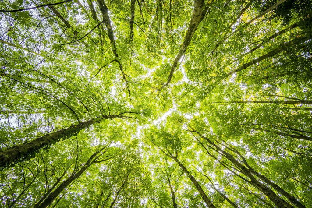 21 novembre. Giornata Nazionale degli Alberi.